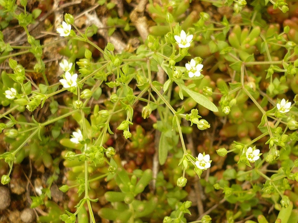 Arenaria serpyllifollia (Caryophyllaceae)